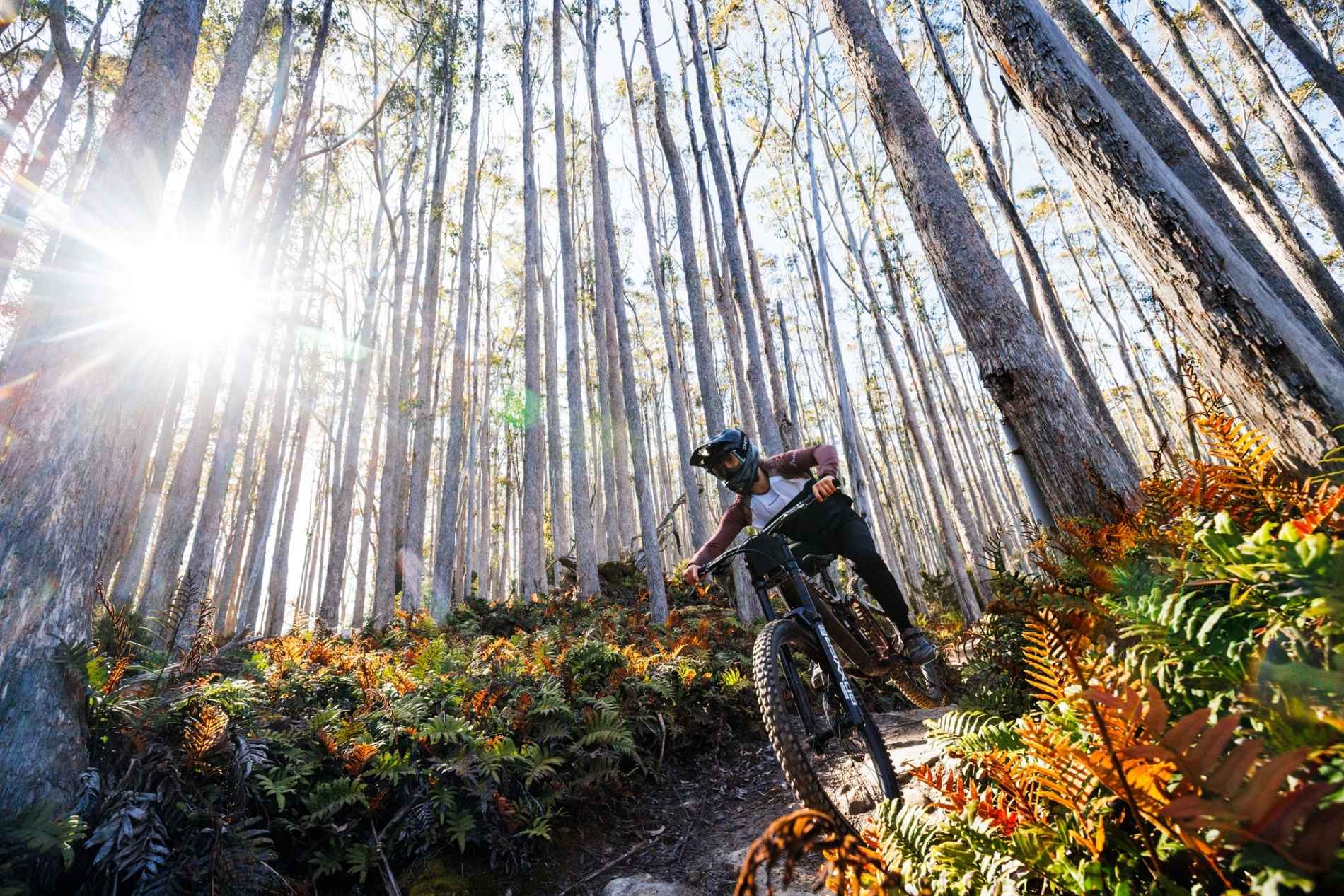 DH Mountain Bike rider in full face helmet in amongst dense tall trees in Australia - Maydena Bike Park