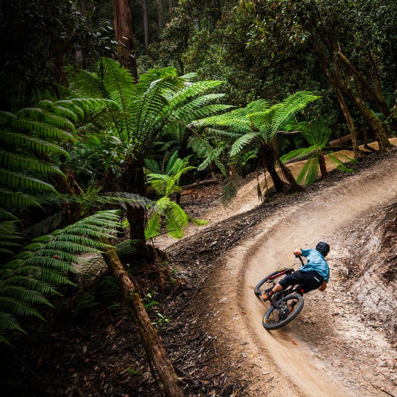 Enduro Mountain Bike rider riding a berm on a flow trail amongst dense ferns in Australia - Maydena Bike Park